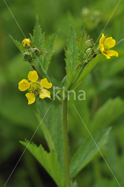 Geel nagelkruid (Geum urbanum)