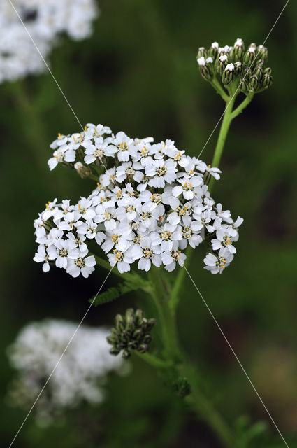 Gewoon duizendblad (Achillea millefolium)