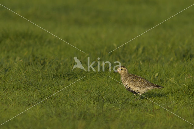 Goudplevier (Pluvialis apricaria)