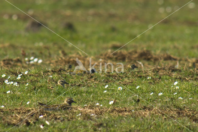 Goudplevier (Pluvialis apricaria)