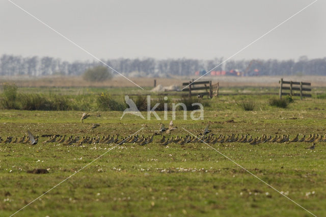 Goudplevier (Pluvialis apricaria)