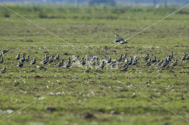 Goudplevier (Pluvialis apricaria)