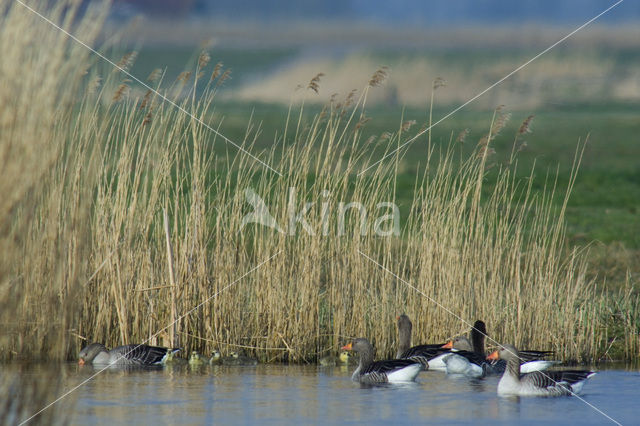 Grauwe Gans (Anser anser)