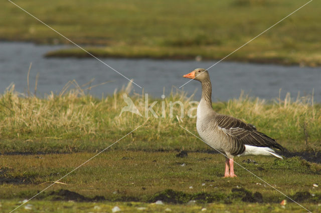 Grauwe Gans (Anser anser)