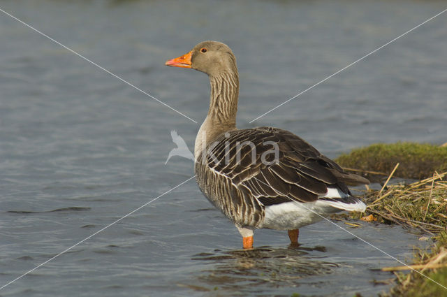 Grauwe Gans (Anser anser)