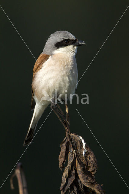 Grauwe Klauwier (Lanius collurio)