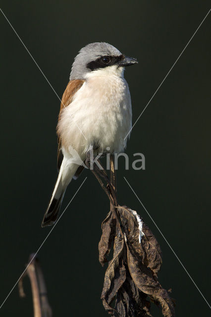 Grauwe Klauwier (Lanius collurio)