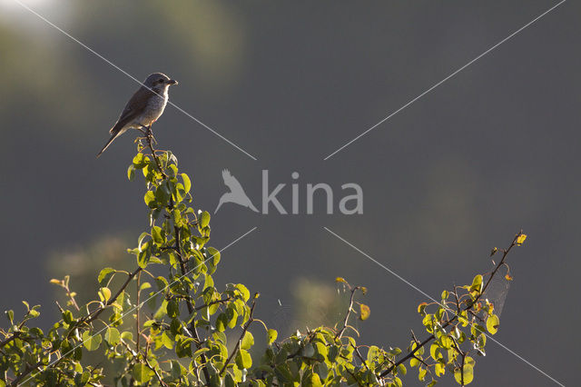 Grauwe Klauwier (Lanius collurio)