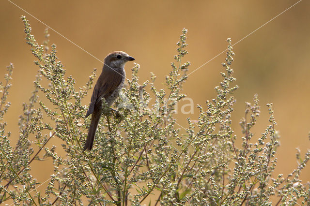 Grauwe Klauwier (Lanius collurio)