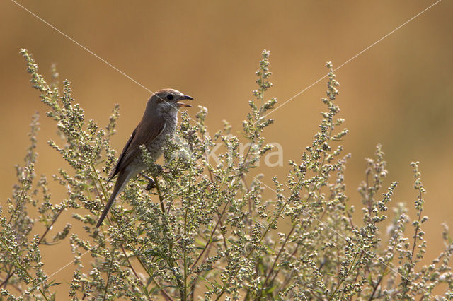 Grauwe Klauwier (Lanius collurio)