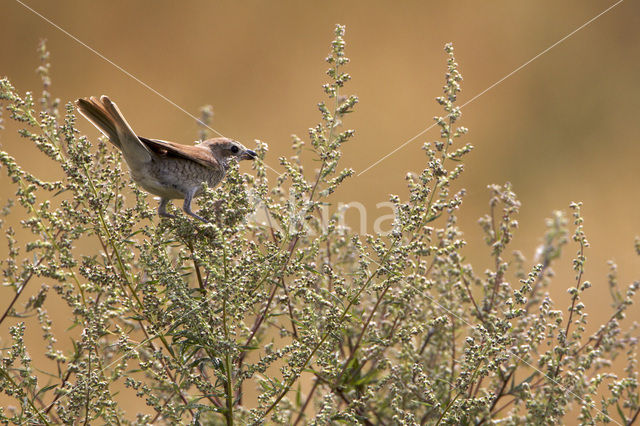 Grauwe Klauwier (Lanius collurio)