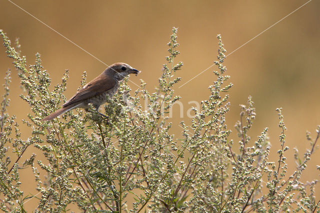 Grauwe Klauwier (Lanius collurio)