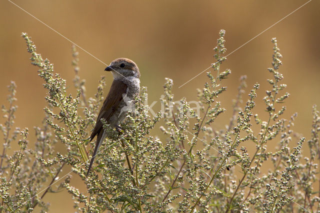 Grauwe Klauwier (Lanius collurio)