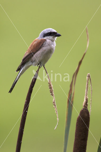 Grauwe Klauwier (Lanius collurio)