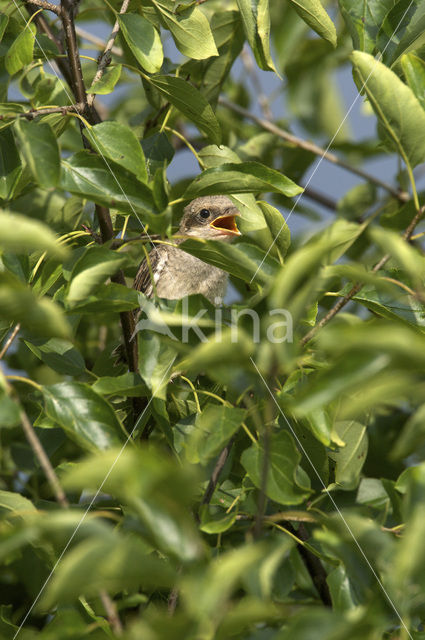 Grauwe Klauwier (Lanius collurio)