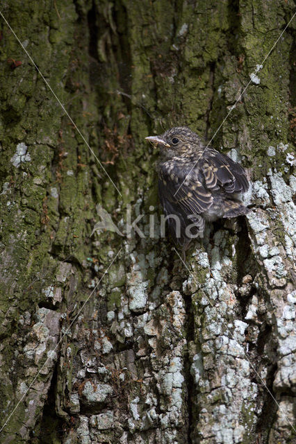 Grauwe Vliegenvanger (Muscicapa striata)