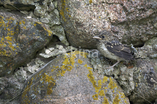 Grauwe Vliegenvanger (Muscicapa striata)