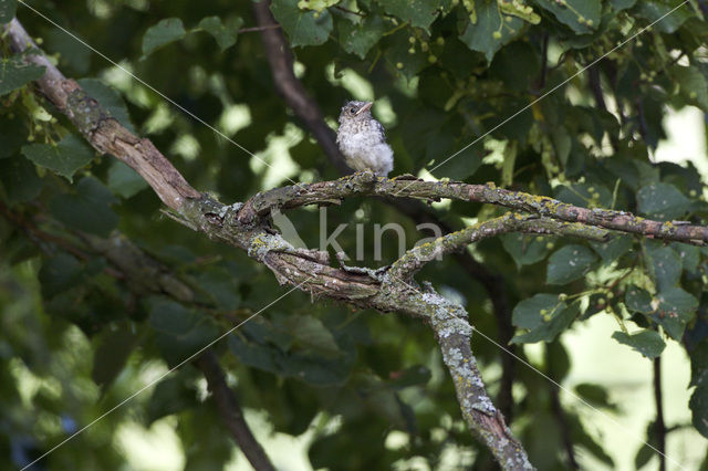 Grauwe Vliegenvanger (Muscicapa striata)