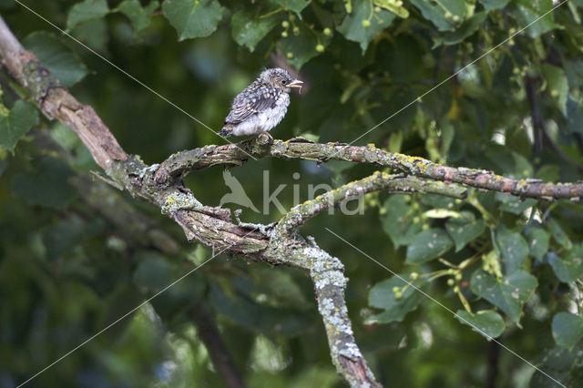 Grauwe Vliegenvanger (Muscicapa striata)