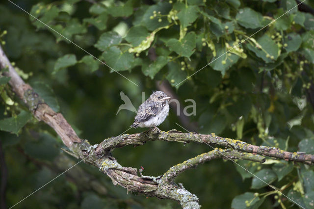 Grauwe Vliegenvanger (Muscicapa striata)