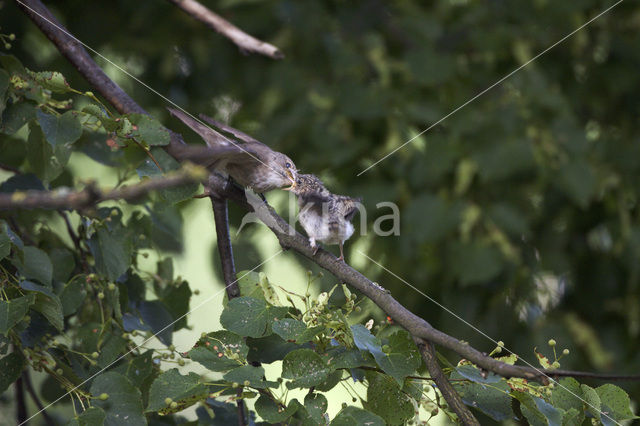 Grauwe Vliegenvanger (Muscicapa striata)