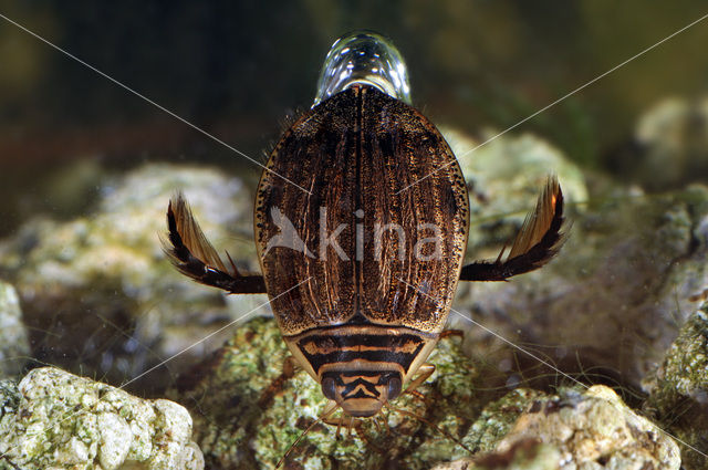 Grote gegroefde waterkever