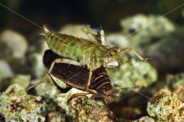 Grote gegroefde waterkever