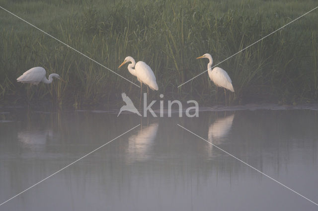 Grote zilverreiger (Casmerodius albus)