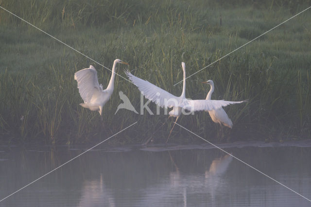 Grote zilverreiger (Casmerodius albus)