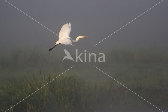 Grote zilverreiger (Casmerodius albus)