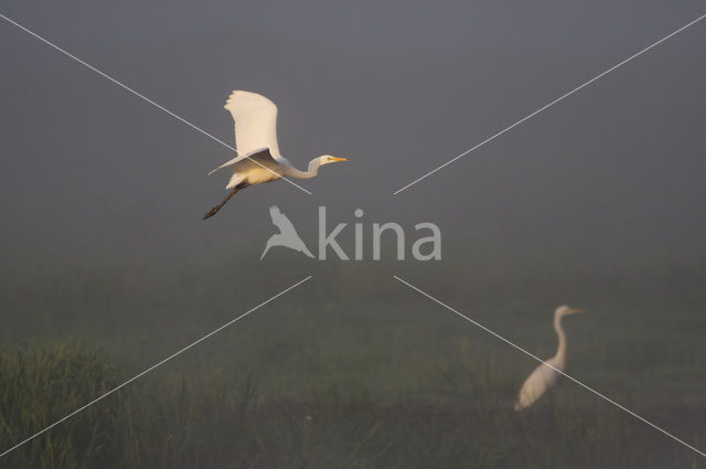 Grote zilverreiger (Casmerodius albus)