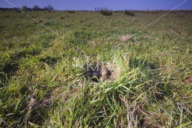 Grutto (Limosa limosa)