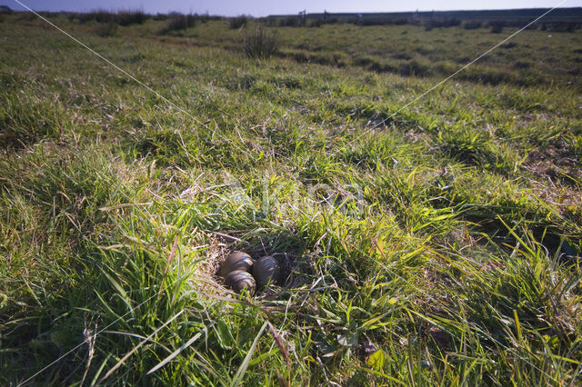 Grutto (Limosa limosa)