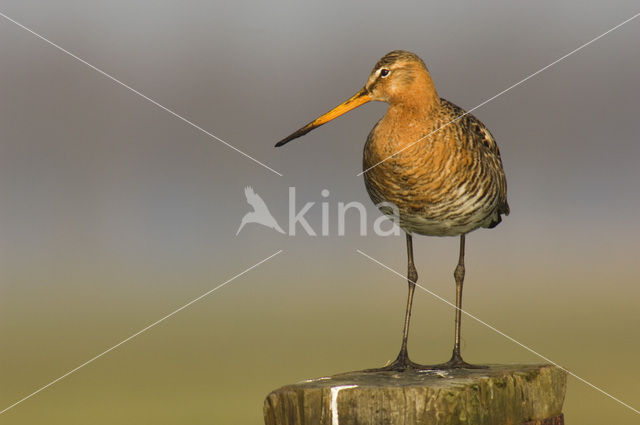 Grutto (Limosa limosa)