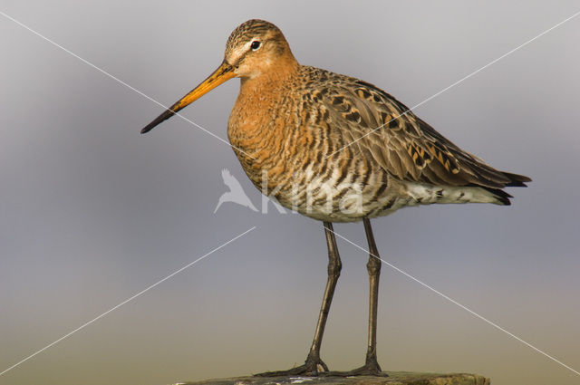 Grutto (Limosa limosa)