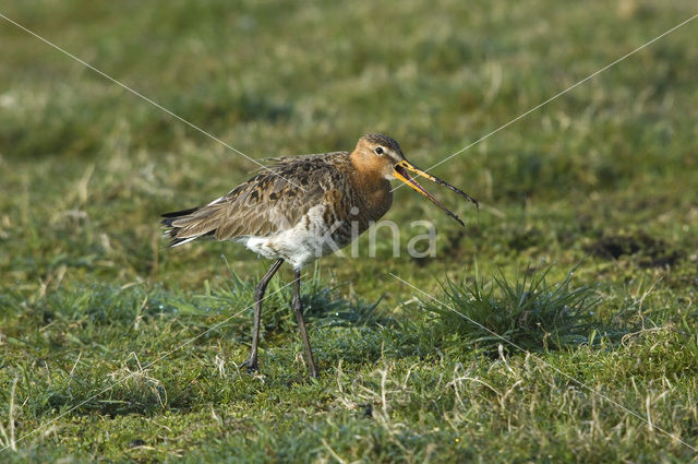 Grutto (Limosa limosa)