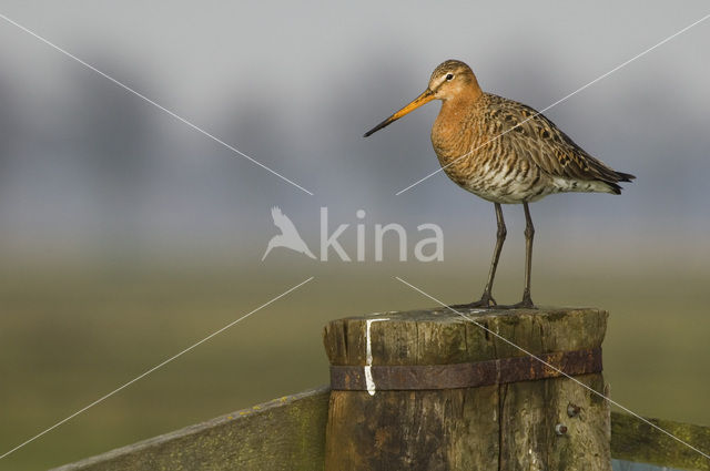 Grutto (Limosa limosa)