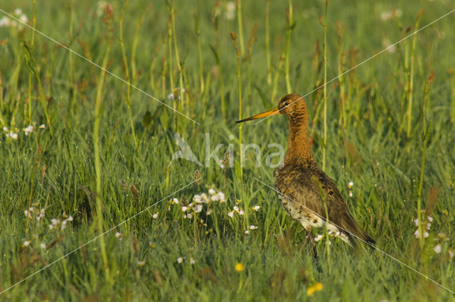 Grutto (Limosa limosa)