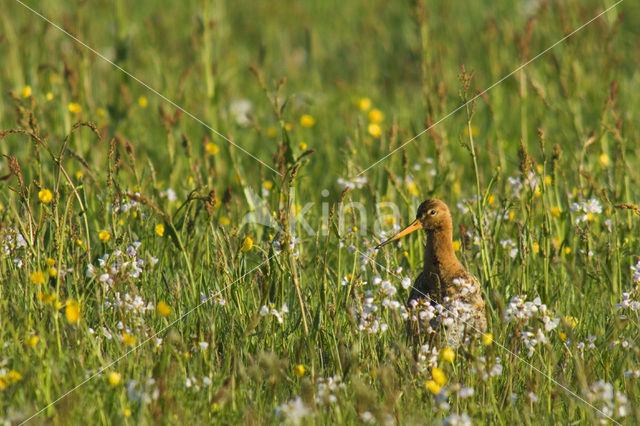 Grutto (Limosa limosa)