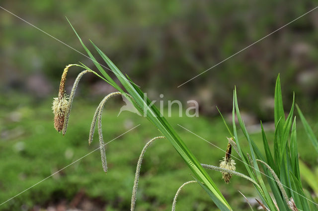 Hangende zegge (Carex pendula)