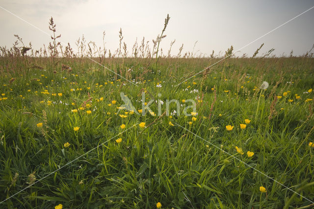 Hempolder