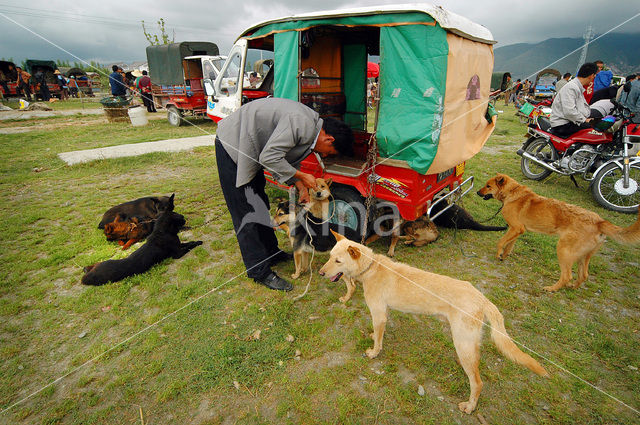 Dog (Canis domesticus)