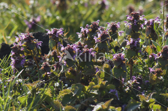 Hondsdraf (Glechoma hederacea)