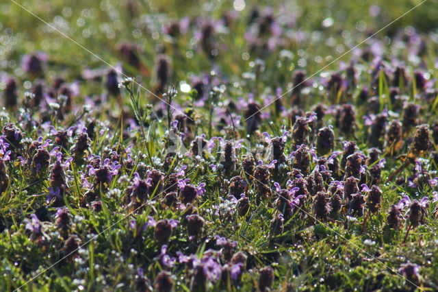 Hondsdraf (Glechoma hederacea)