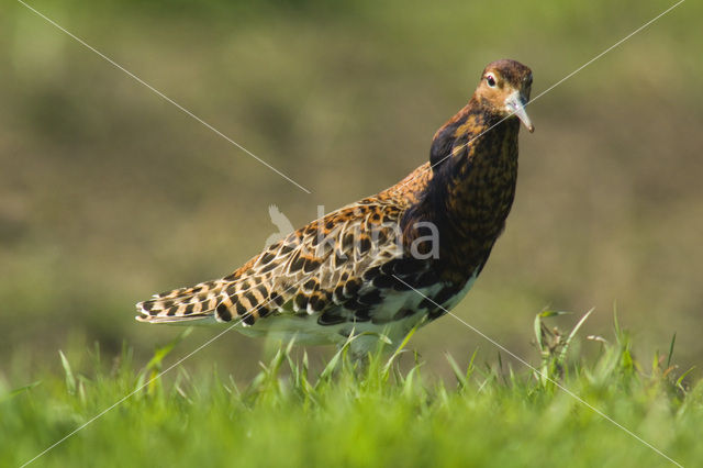 Ruff (Philomachus pugnax)