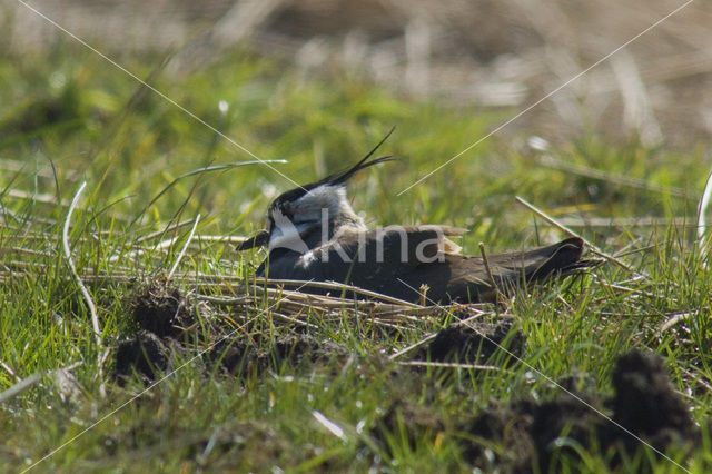 Kievit (Vanellus vanellus)