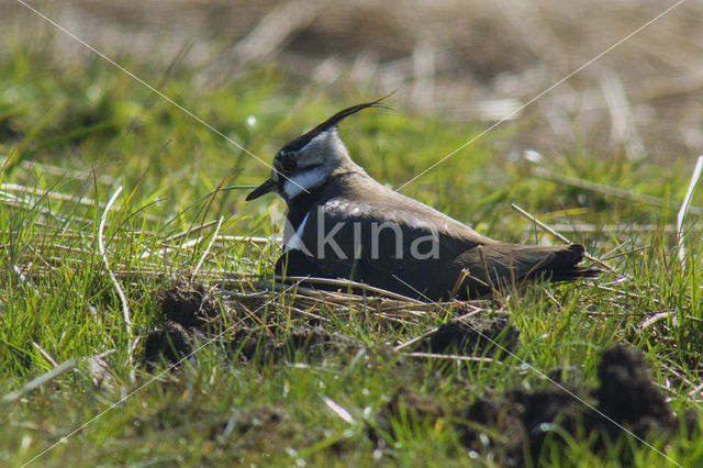 Kievit (Vanellus vanellus)