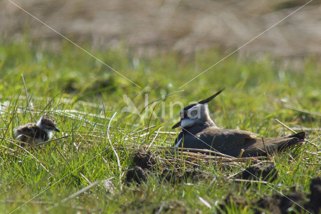 Kievit (Vanellus vanellus)