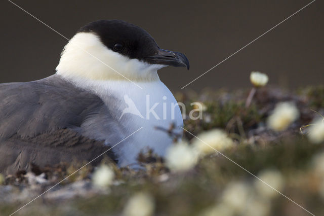 Kleinste Jager (Stercorarius longicaudus)