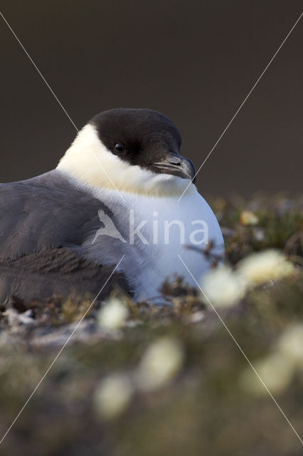 Kleinste Jager (Stercorarius longicaudus)